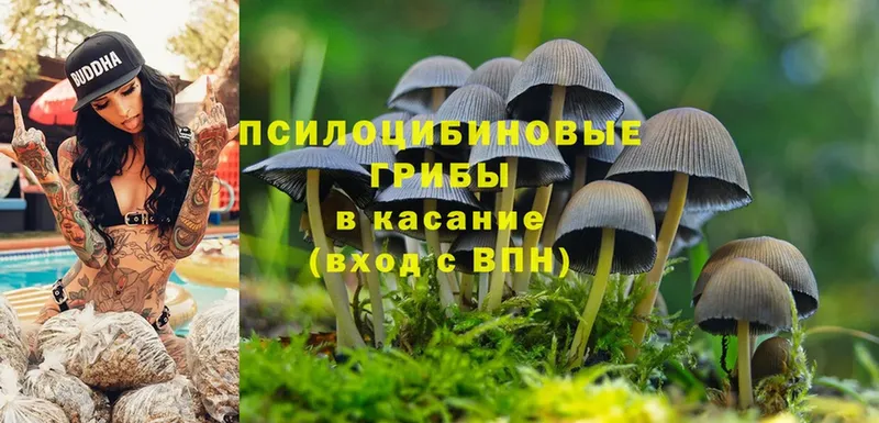 дарнет шоп  Курган  Галлюциногенные грибы Cubensis 